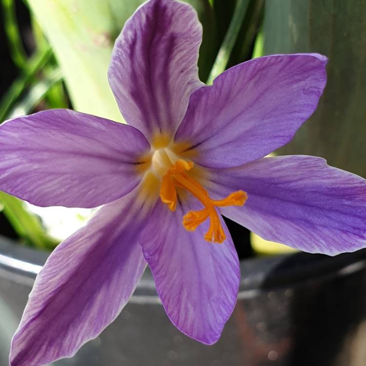 plant image 1241850