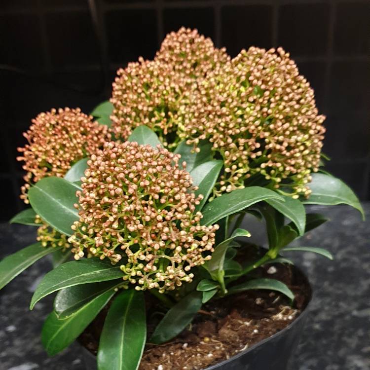 Plant image Skimmia japonica 'Marlot'