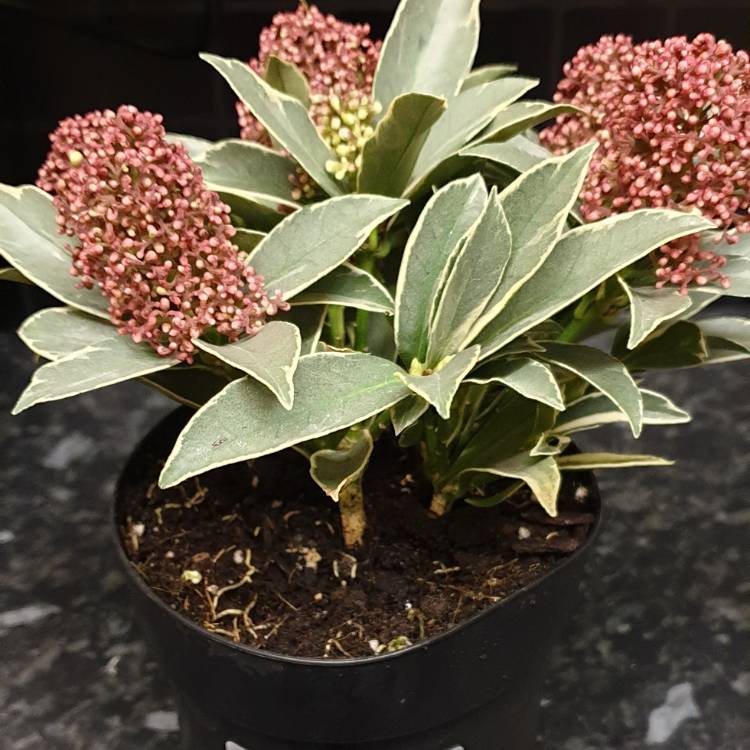 plant image 1242461