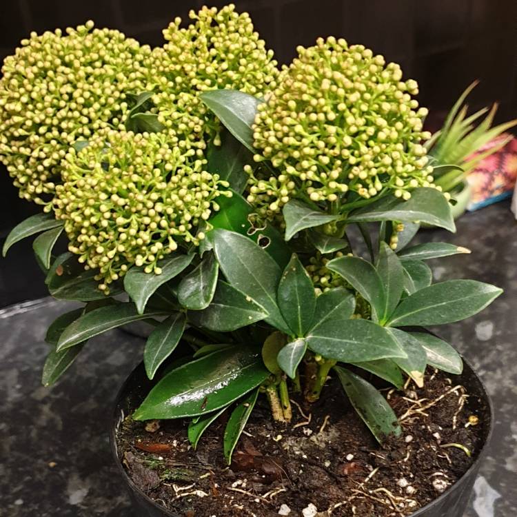 Plant image Skimmia japonica 'Moerings 1' syn. Skimmia japonica 'White Dwarf'