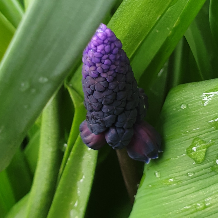 plant image 1246296 plant image 1246296