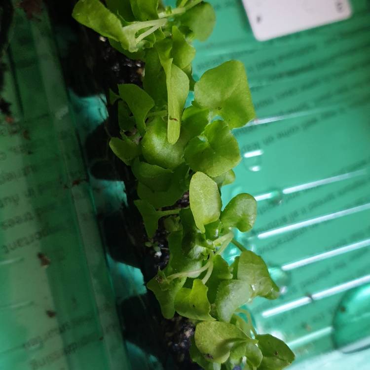 plant image 1246907