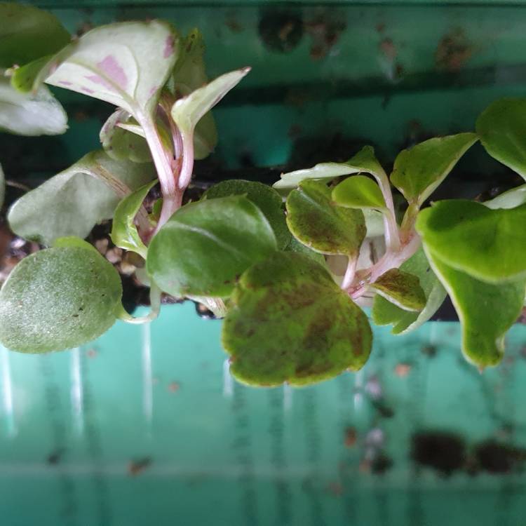 plant image 1246913