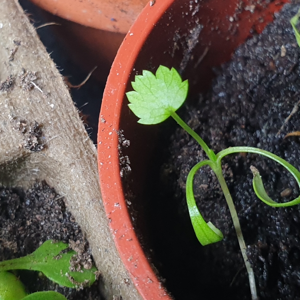 plant image 1248178