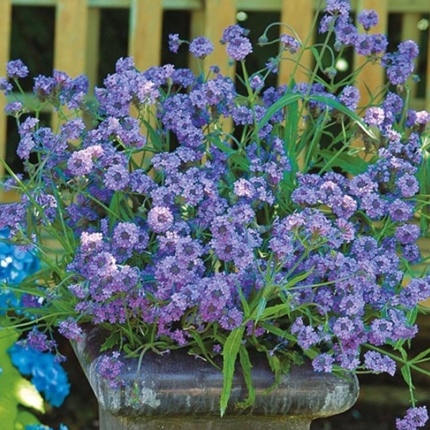 Plant image Verbena Rigida Intensity