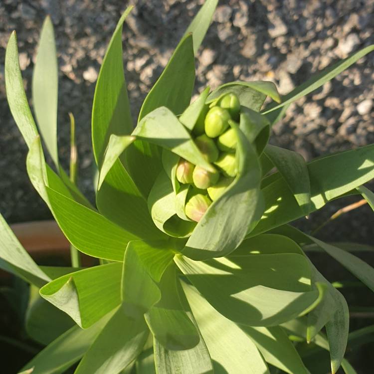 plant image 1249566 plant image 1249566