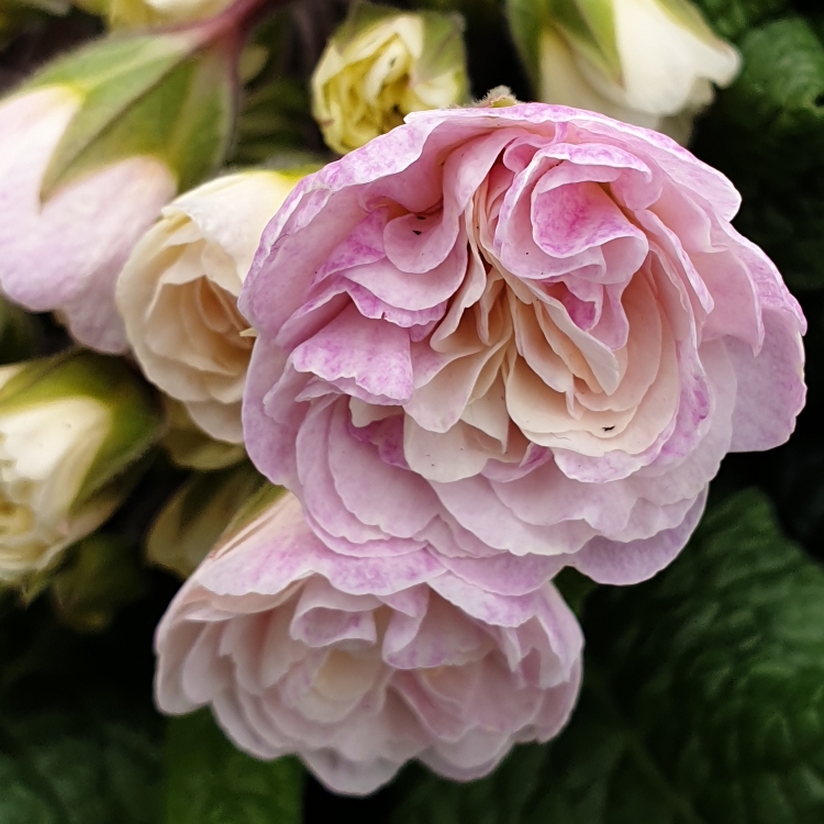 plant image 1249995