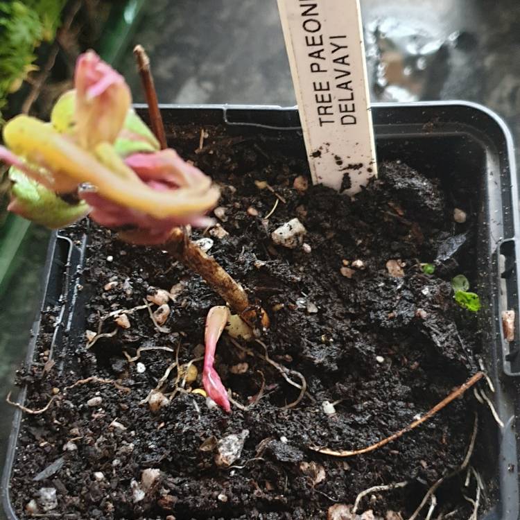 Plant image Paeonia delavayi