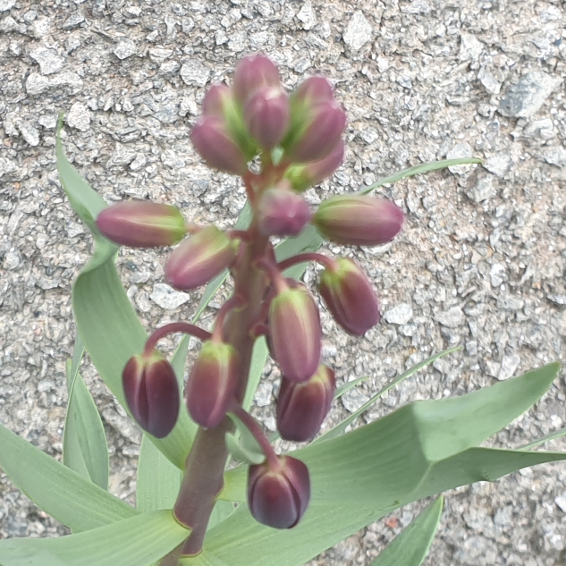 Plant image Fritillaria persica 'Adiyaman'