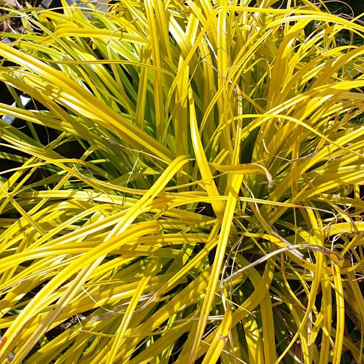 plant image 1260285 plant image 1260285