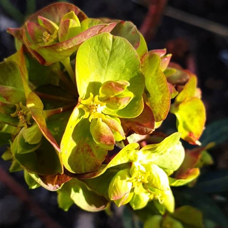plant image 1261387