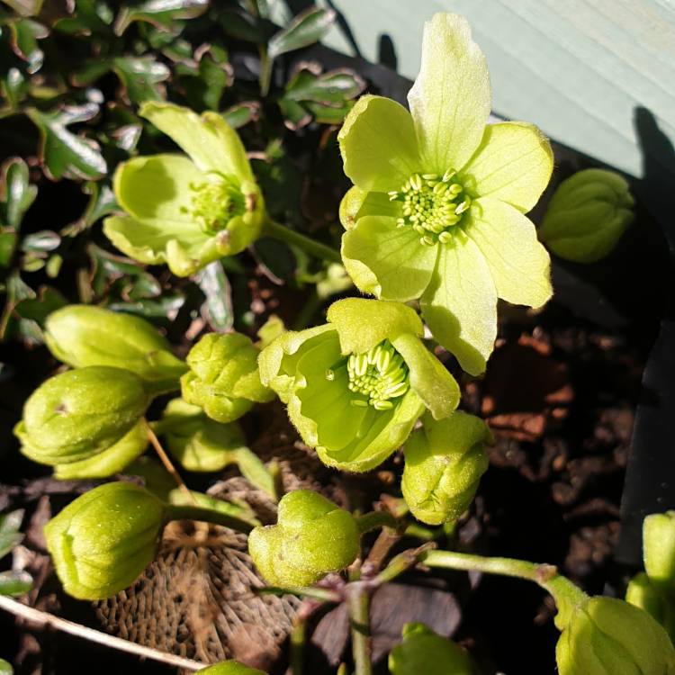 plant image 1262974 plant image 1262974