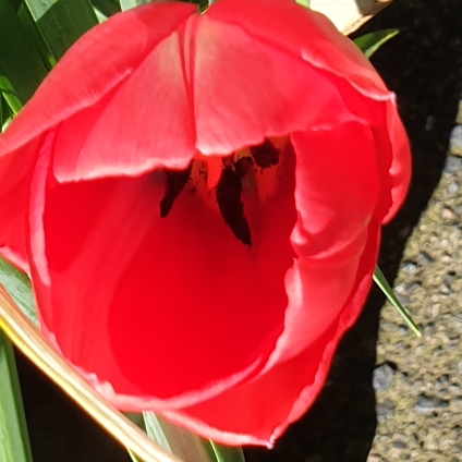 Plant image Tulipa 'Salmon Impression'