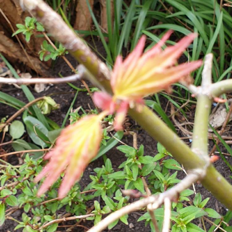 plant image 1265016 plant image 1265016