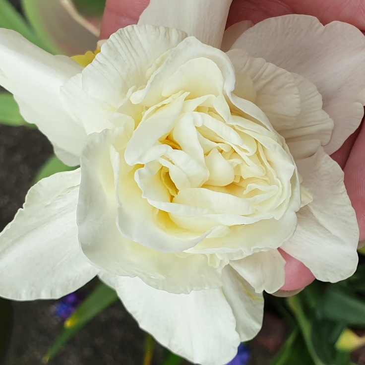 plant image 1265020