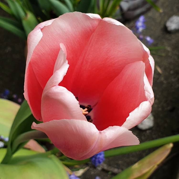 plant image 1265025