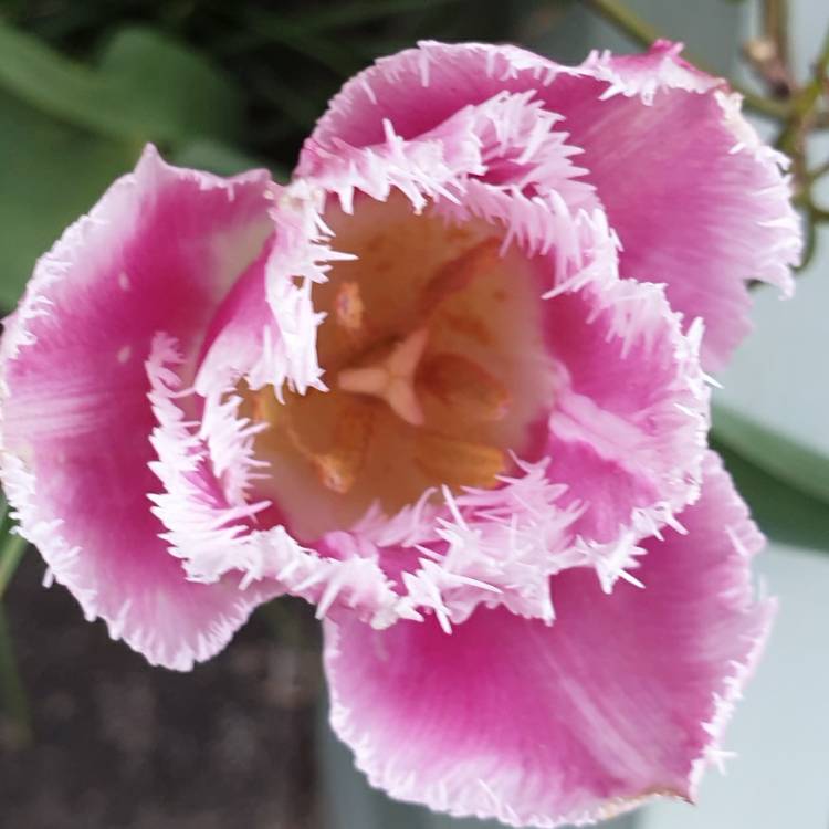 plant image 1265935 plant image 1265935