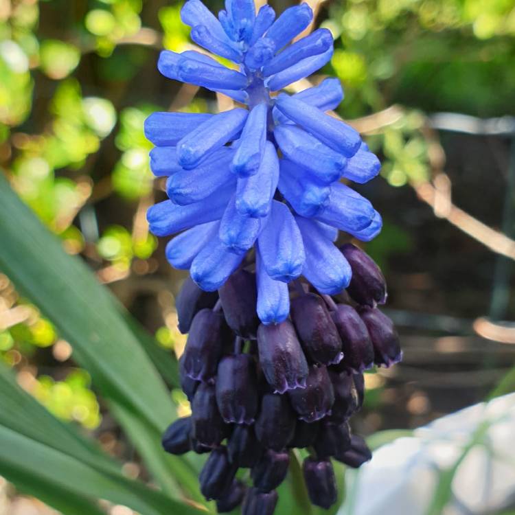 plant image 1268475 plant image 1268475