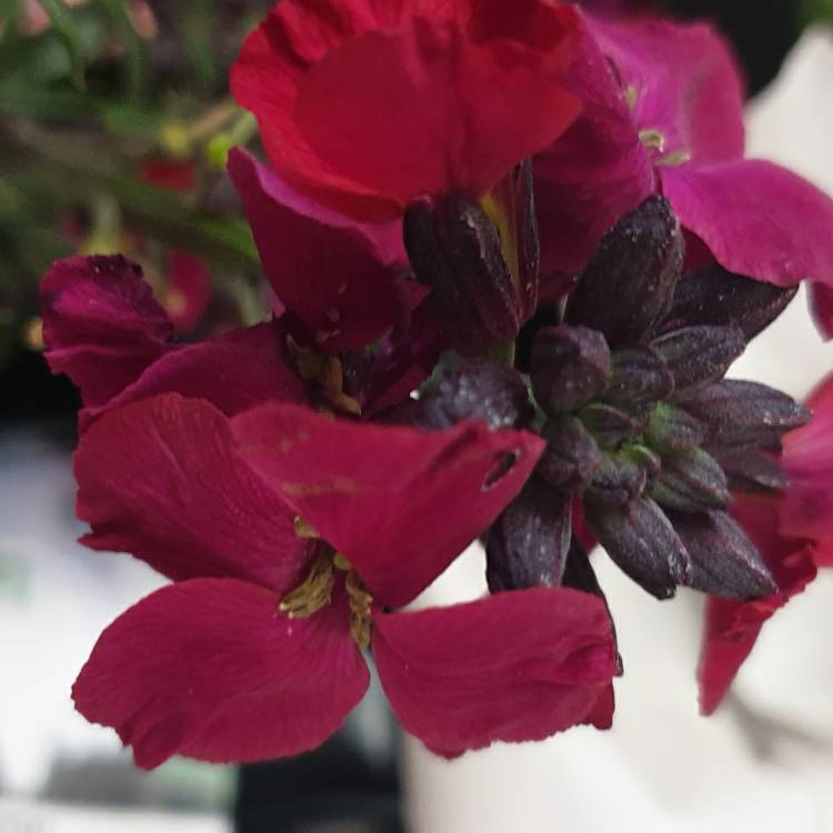 plant image 1269701