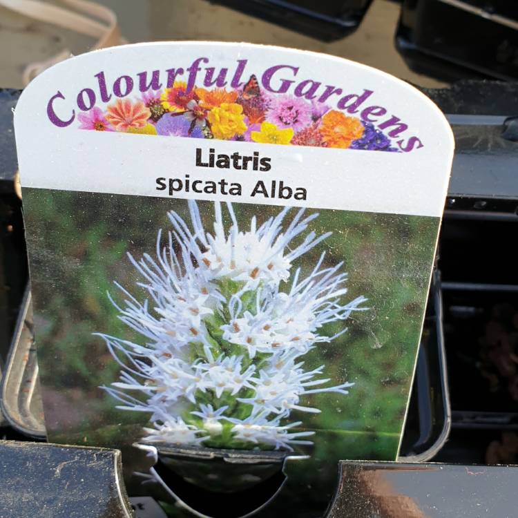 Plant image Liatris spicata 'Alba'