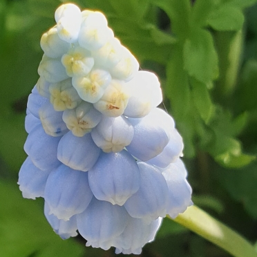 Plant image Muscari armeniacum 'Peppermint'