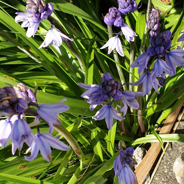 plant image 1270756 plant image 1270756