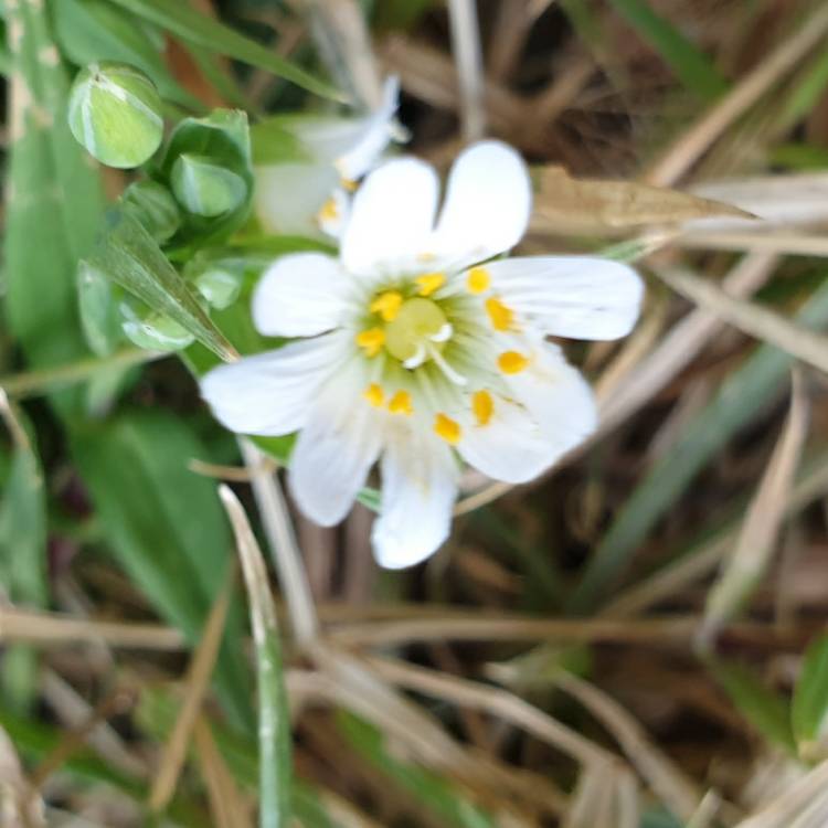 Plant image Stellaria holostea