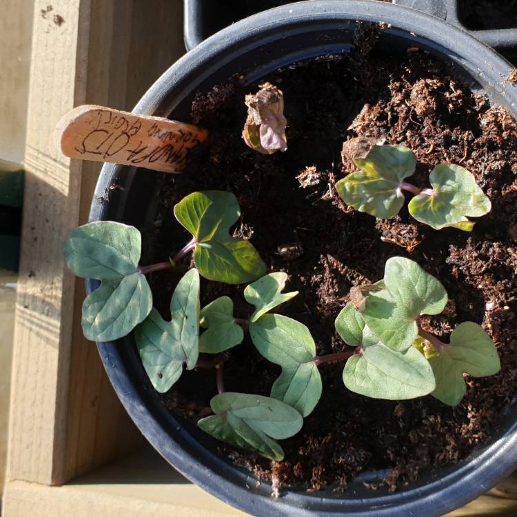 plant image 1275941 plant image 1275941