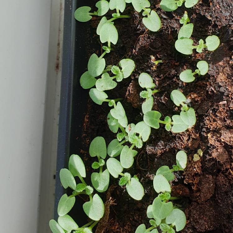 Plant image Salvia viridis 'Blue Denim'