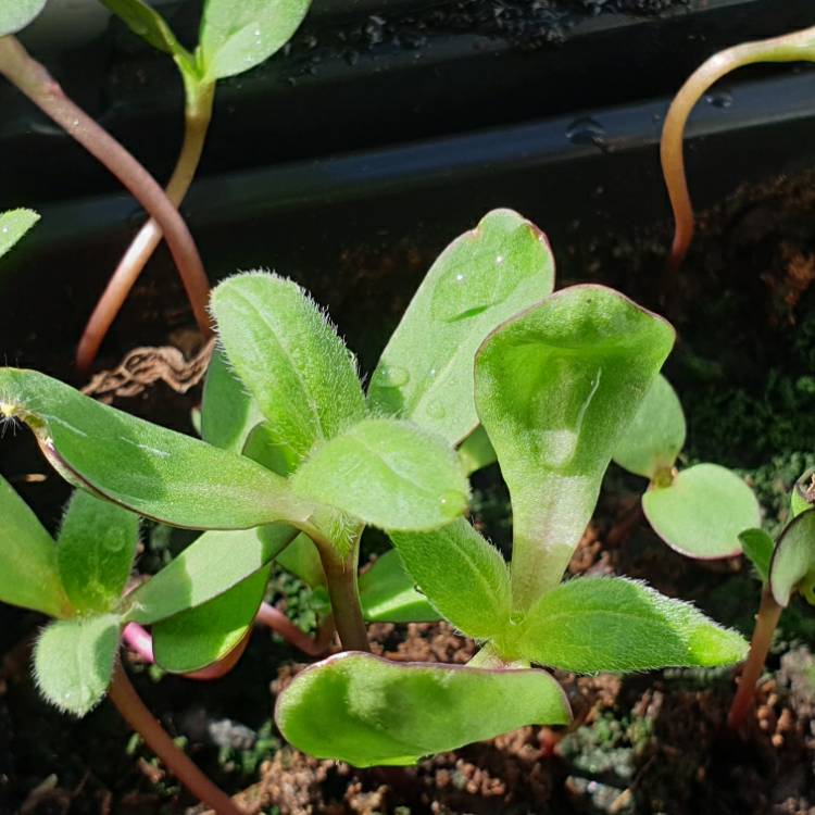 Plant image Helianthus annuus 'Moulin Rouge'