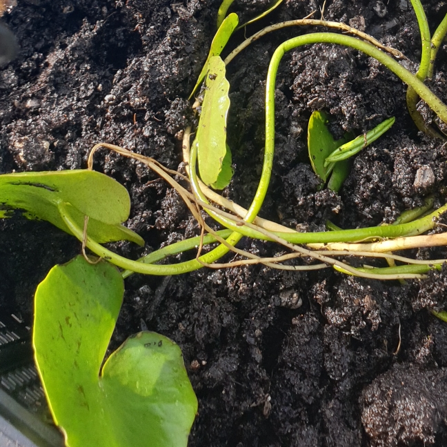 plant image 1277239