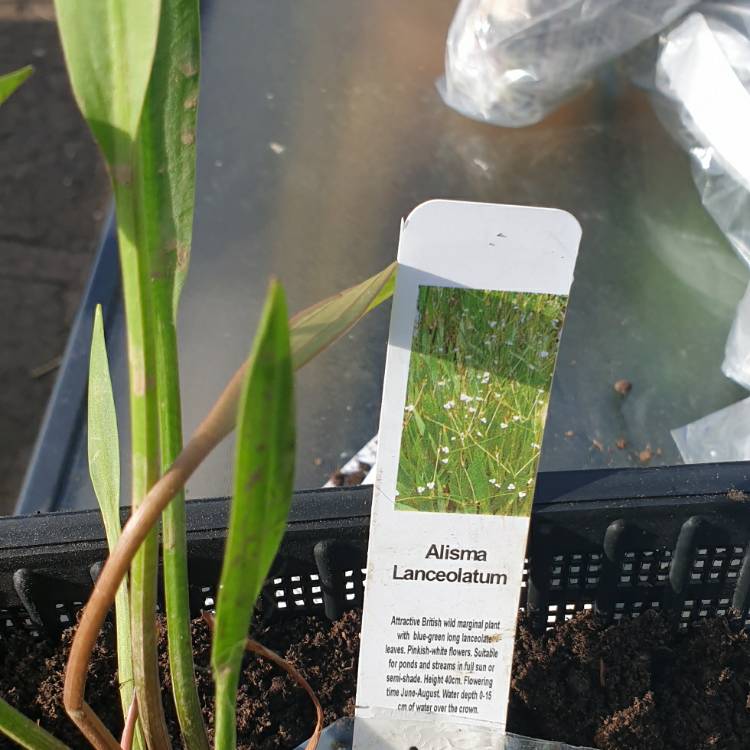 Plant image Alisma plantago aquatica  syn.Alisma plantago