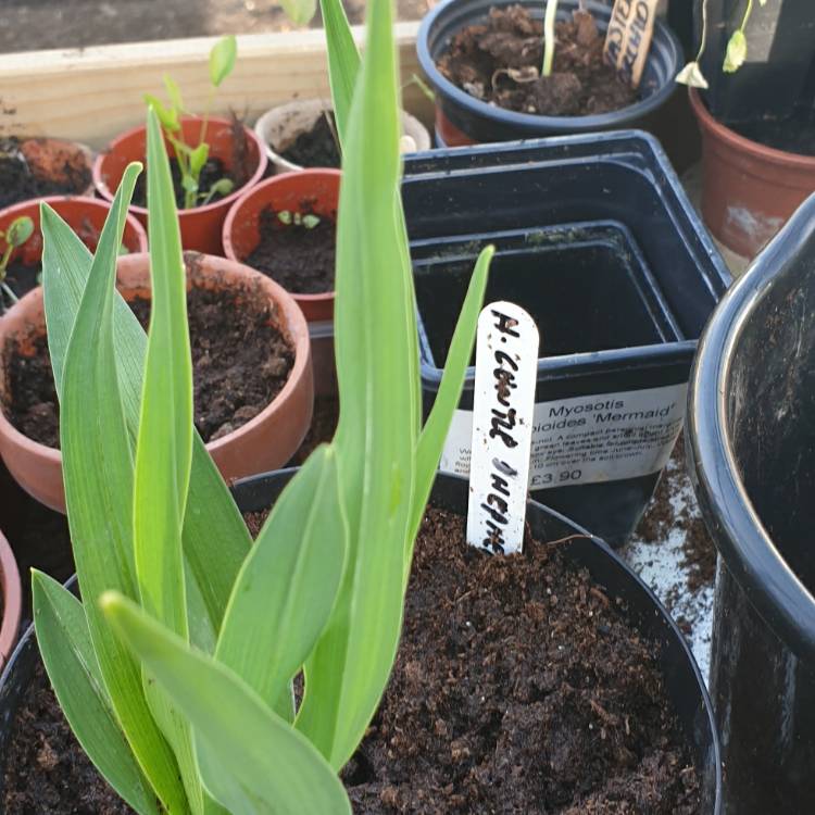 Plant image Hemerocallis 'Gentle Shepherd'
