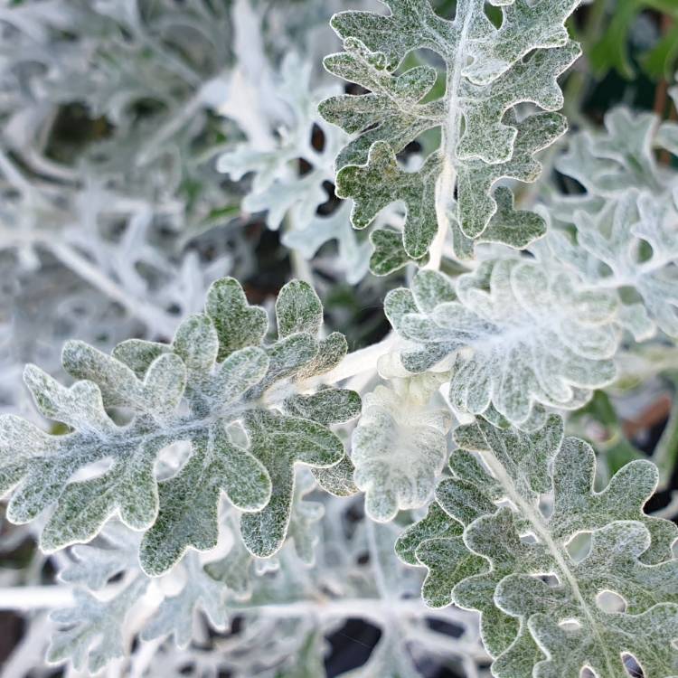 plant image 1277829