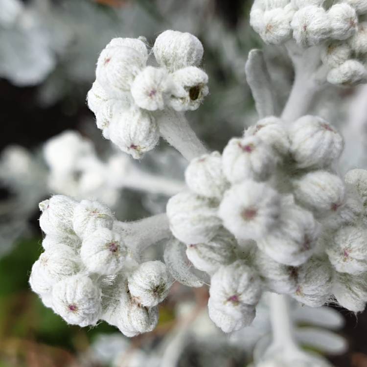 plant image 1284520