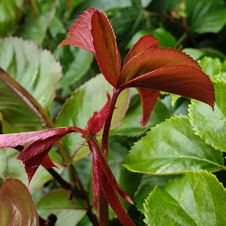 plant image 1284523