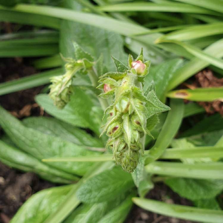 plant image 1284537 plant image 1284537
