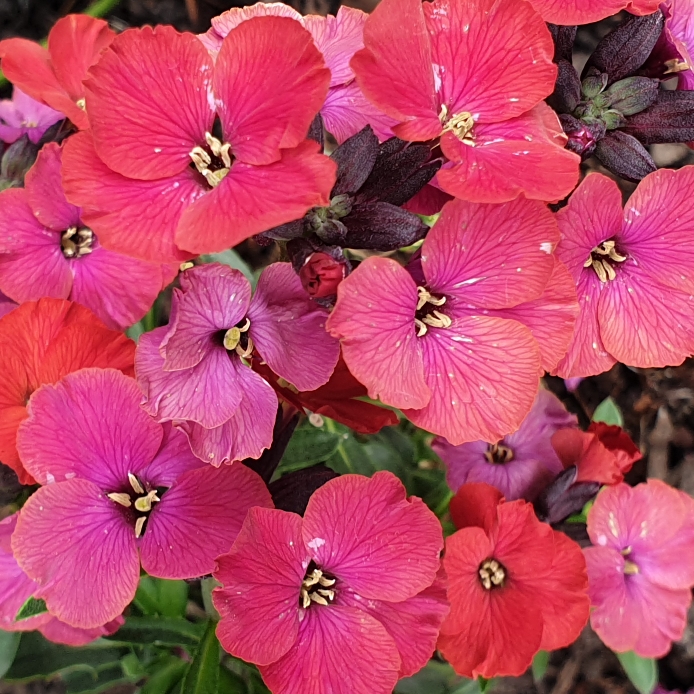plant image 1284543