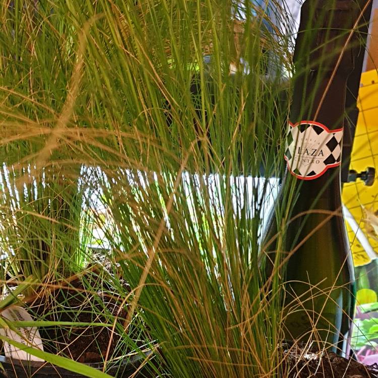 plant image 1284935