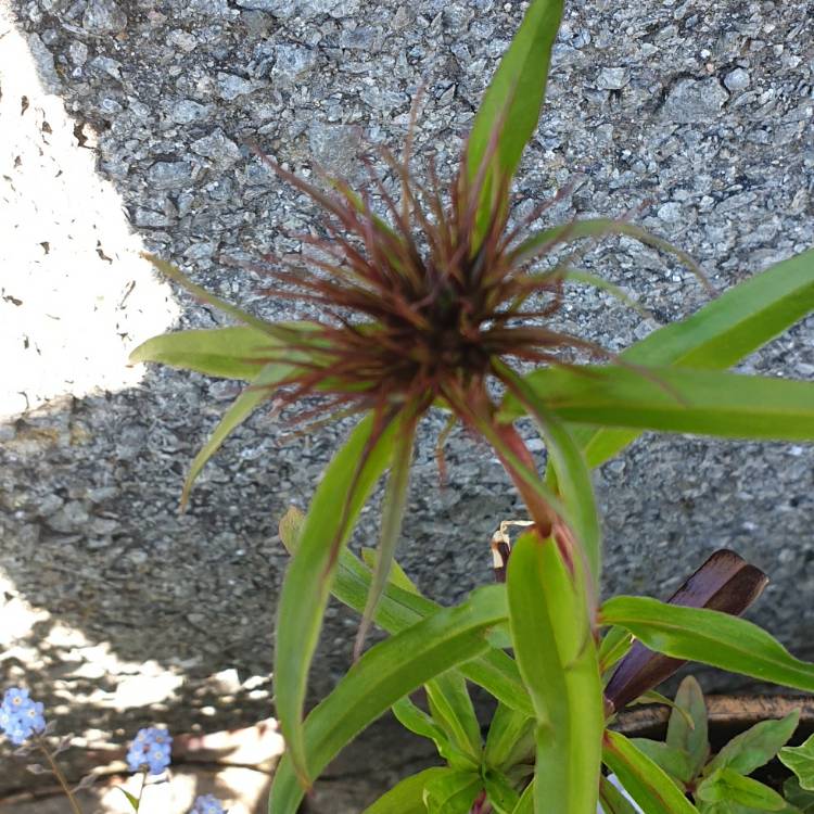 plant image 1286940 plant image 1286940