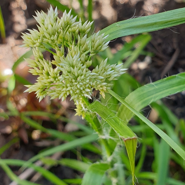 Plant image Luzula nivea