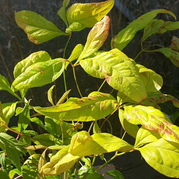 Plant image Nandina domestica 'Fire Power'
