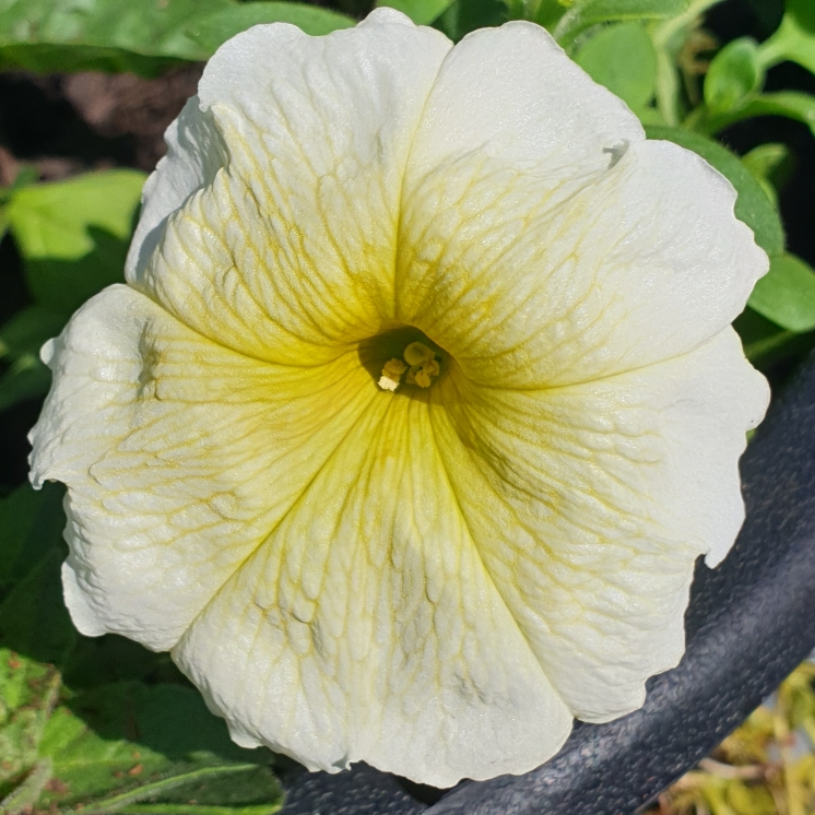 plant image 1293331 plant image 1293331