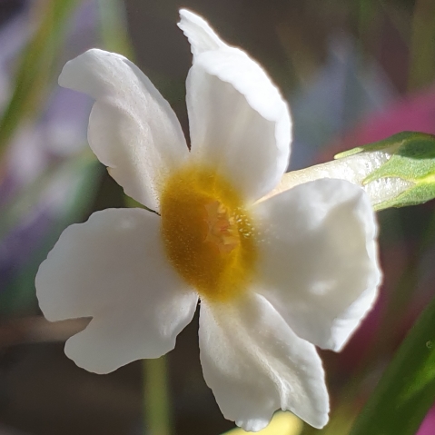 Plant image Primula Japonica 'Apple Blossom'