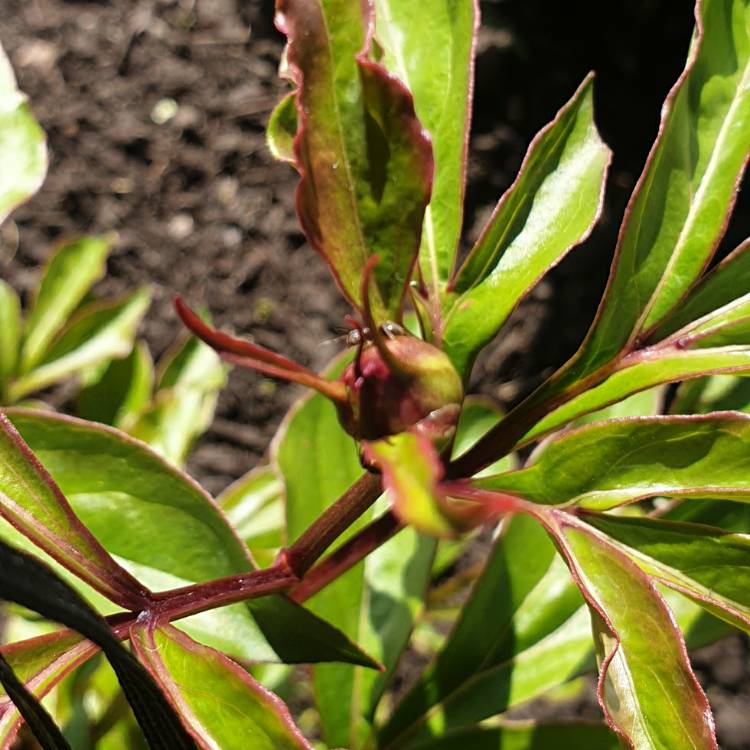 plant image 1297859 plant image 1297859