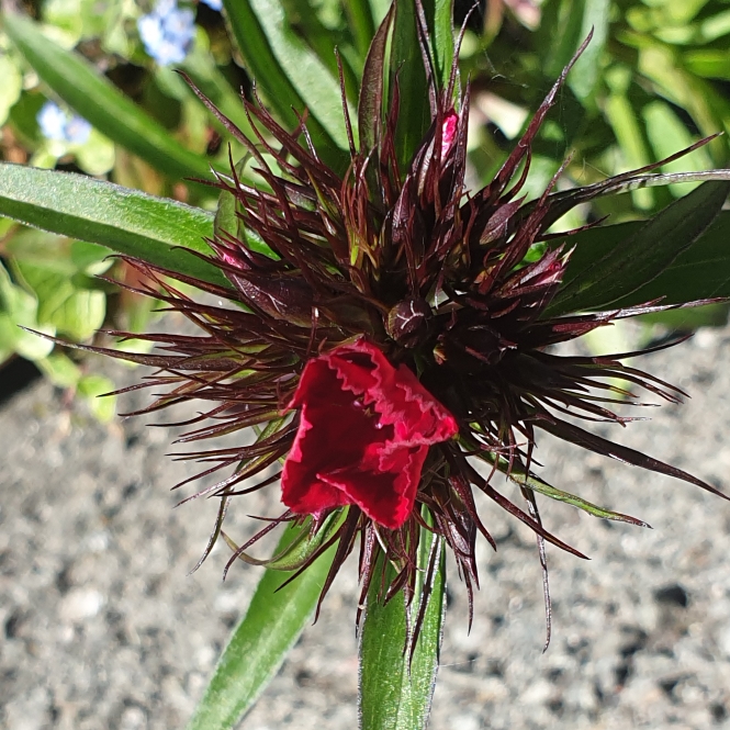 plant image 1297865 plant image 1297865
