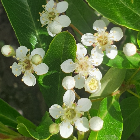 plant image 1299832