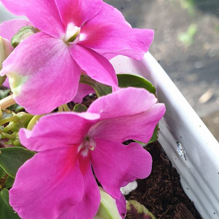 Plant image Impatiens walleriana