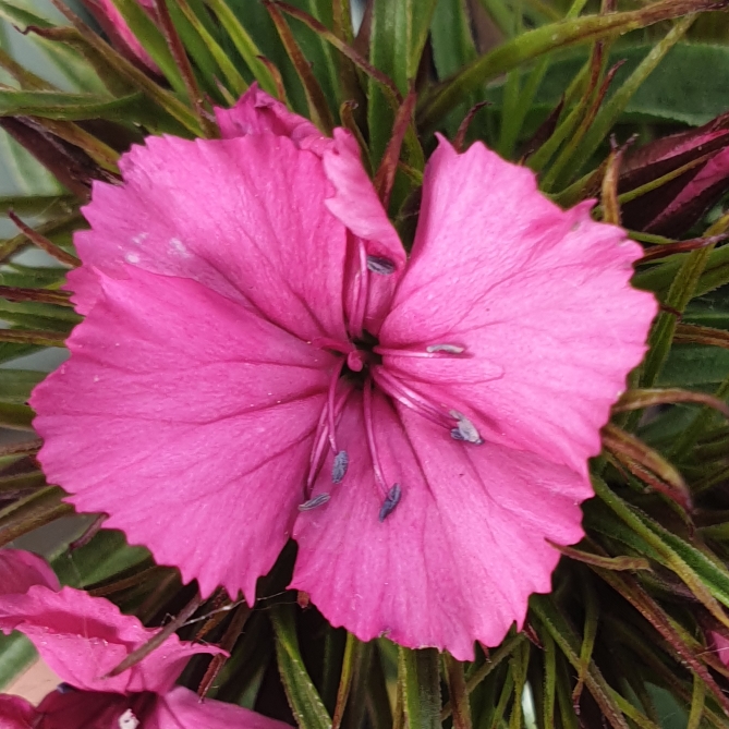 plant image 1307984 plant image 1307984