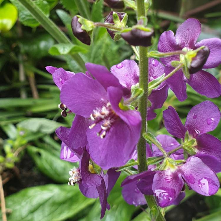 Plant image Verbascum phoeniceum Hybrid mix